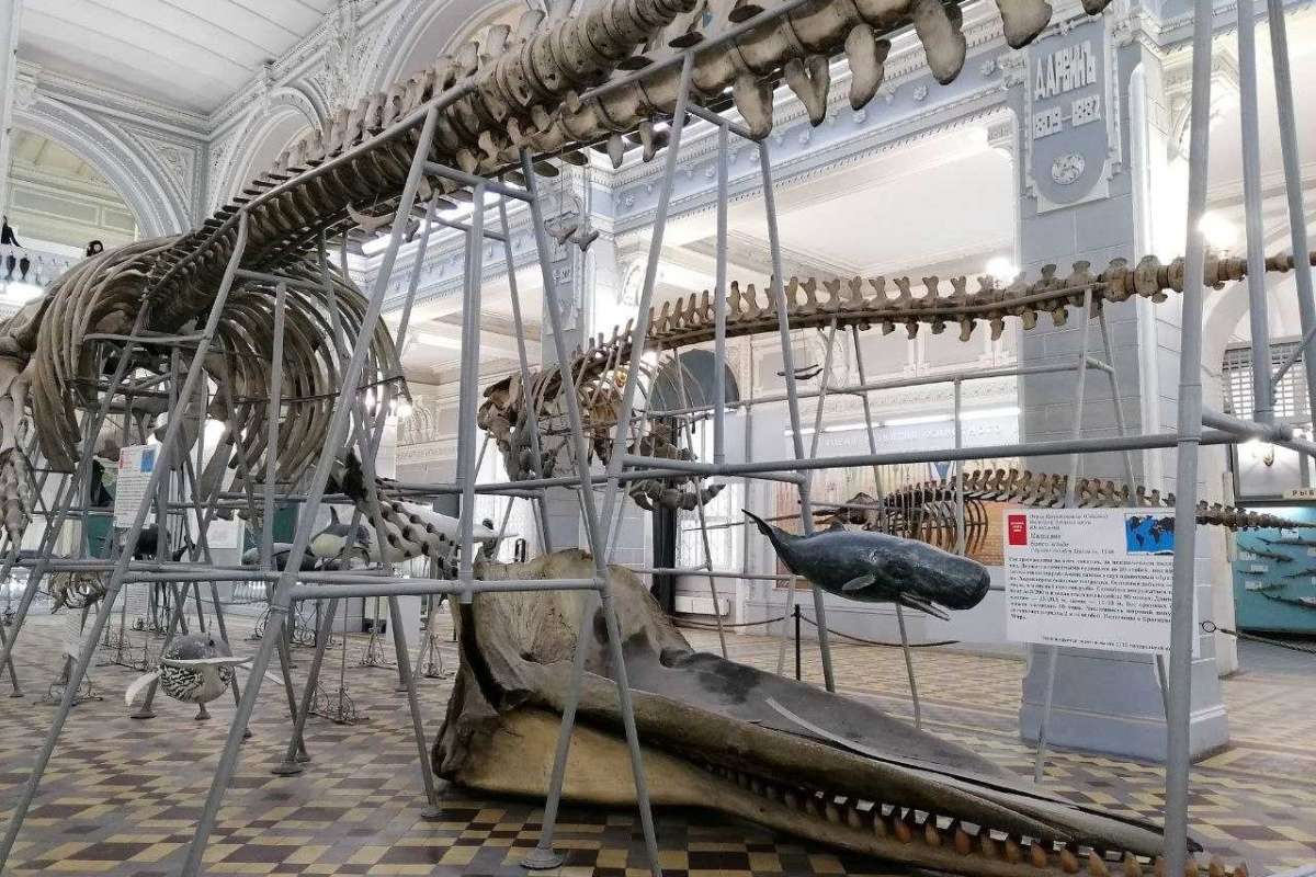 Студенты ИСИ продолжили изучение архитектурного наследия Санкт-Петербурга на площадке Зоологического музея